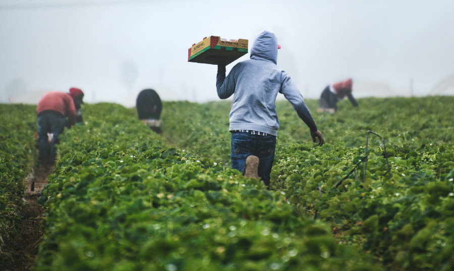 A photo of Black farmers harvesting produce.