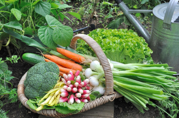Tips To Growing A Thriving Home Vegetable Garden